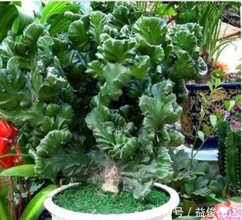 3种其貌不扬的植物,养一盆家里变成“天然氧吧”,是盆栽佳品!