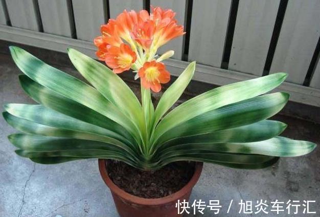 想观花赏叶就盆栽君子兰,学会播种、分株,养一盆得多盆