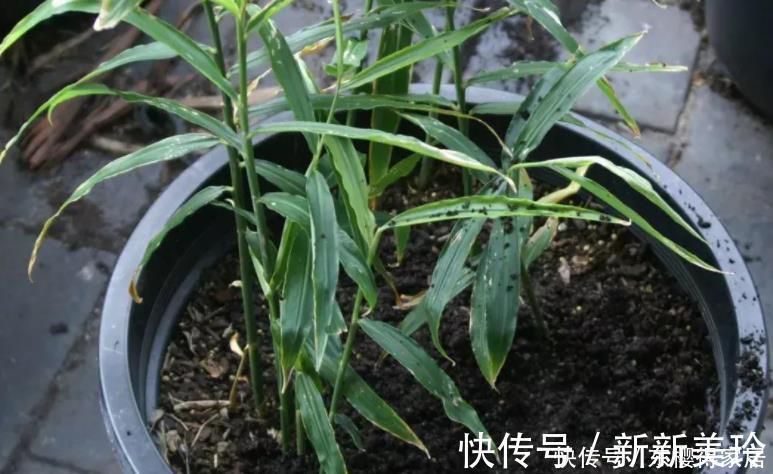 土壤|阳台盆栽生姜,简单4步走,叶绿当花赏,不用再去买,自给自足