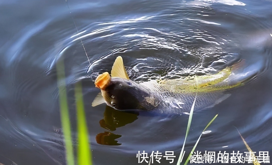 垂钓|夏钓鲫，别再迷信绝招!学会四“钓”，鲫鱼满载而归——盛世三渔