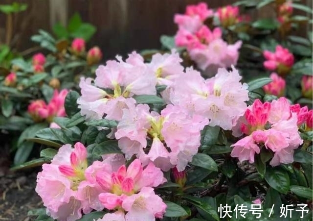 菊花|6种国人不当回事的花,在国外如此受青睐,你家有吗