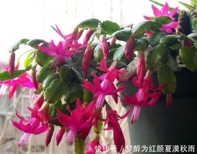 4种花需要“懒养”,越“勤快”死得越快,不管反而长得旺