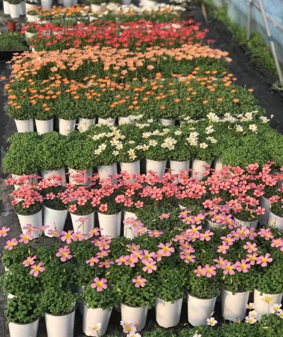 养3种简单的花,便宜好看,一开一大片,家里变得越来越美