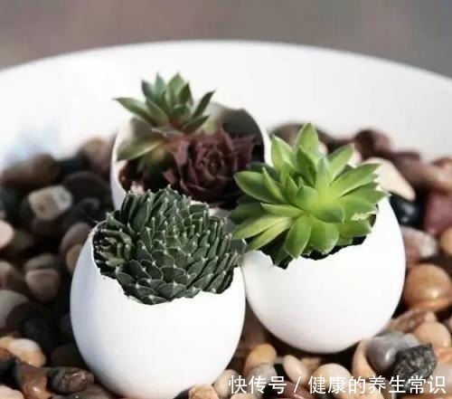 鸡蛋壳如何变成养花肥料,只需要两个步骤,就能轻松种植!