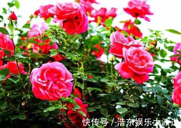 月季|月季花不好养那是养的方法不对，浇“神奇药水”一株能长30花苞