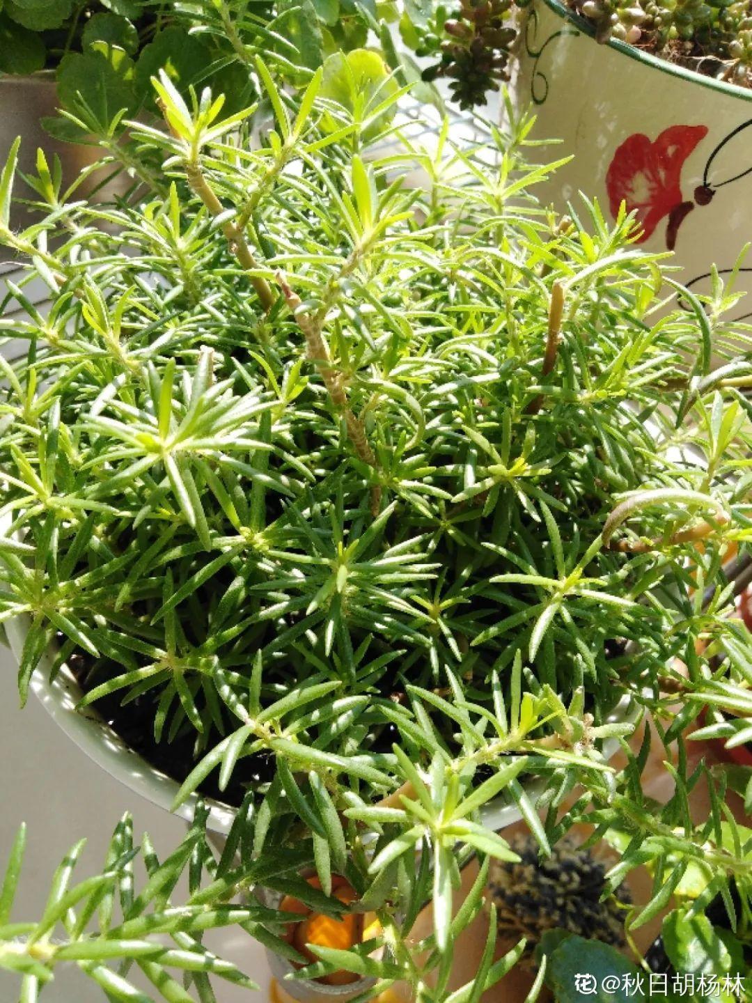 折腾不死的25种花，咋养都爆盆，家里必须养！