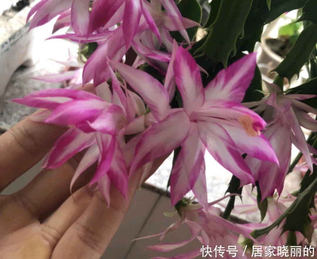 蟹爪兰的叶片从绿色变红了惹人爱,变异还是出锦,来一睹芳容