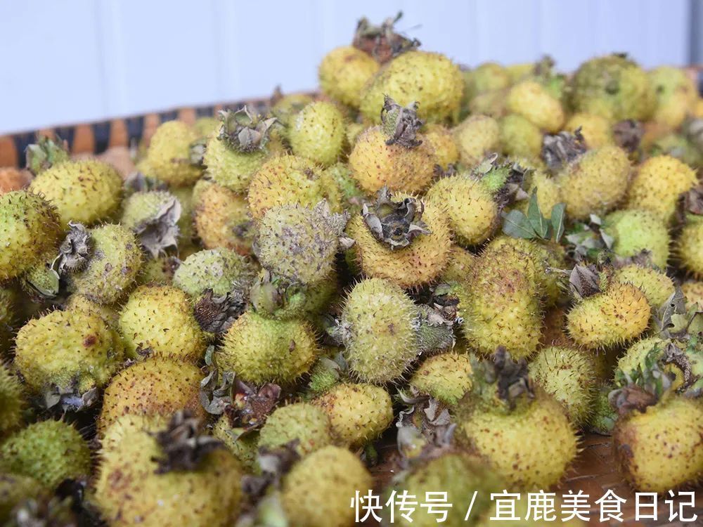 金樱子|叫梨不是梨,连刺一起吃,被称“维生素之王”,如今大力种植