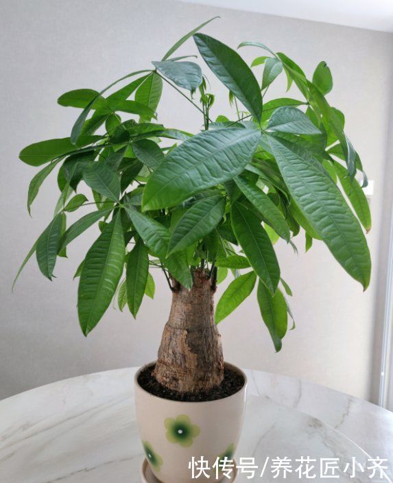 硫酸亚铁|养发财树有“4大忌”，轻则会黄叶，重则会烂根