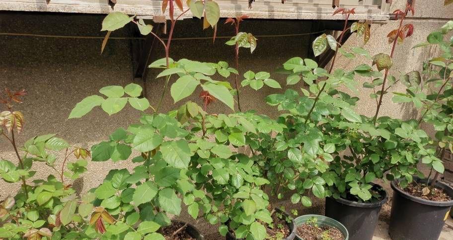 抽出|怎样给盆栽月季施肥?方法有3种,不断抽出新枝,长出花苞