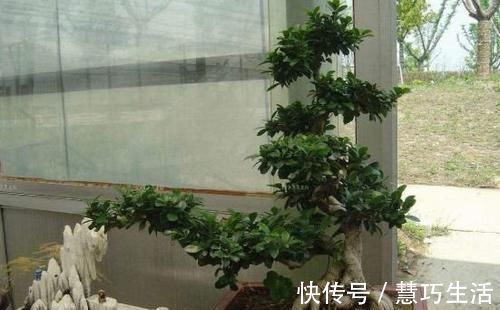养榕树盆景,掌握“4点”技巧,颜值常年在线,花开培养成老桩