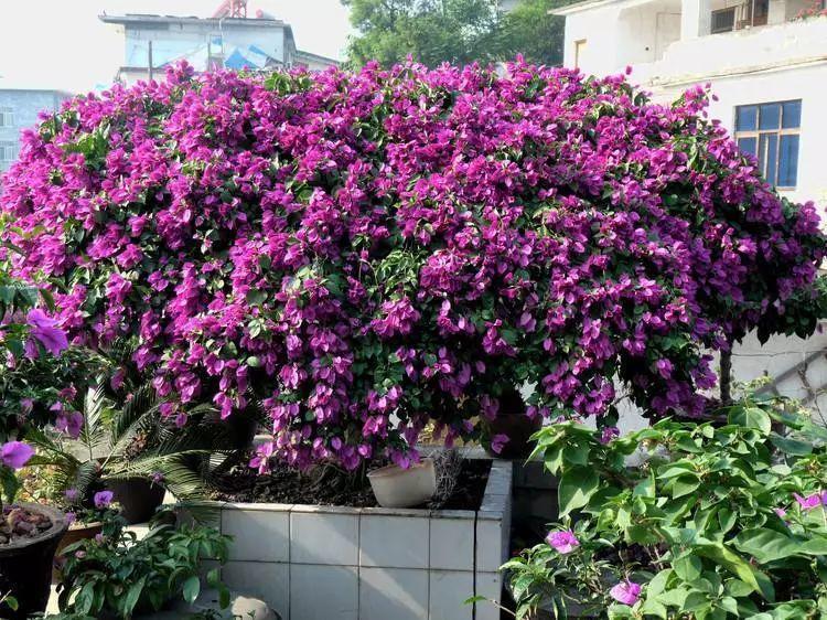 长寿月季花后赶紧剪一刀,剪完就开花,一直剪一直开!