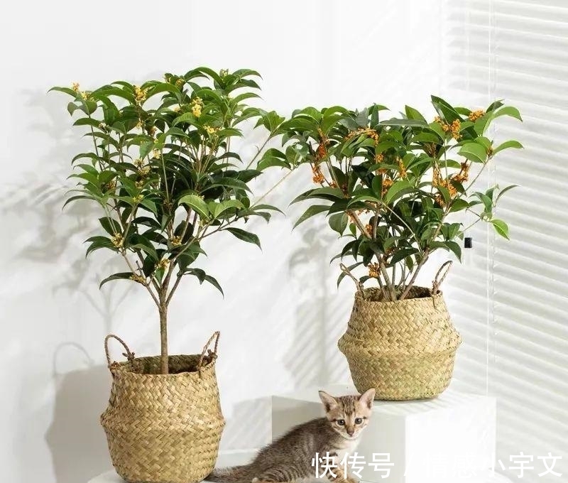 推荐八种镇宅辟邪的植物,家里养一盆,护宅守家保平安