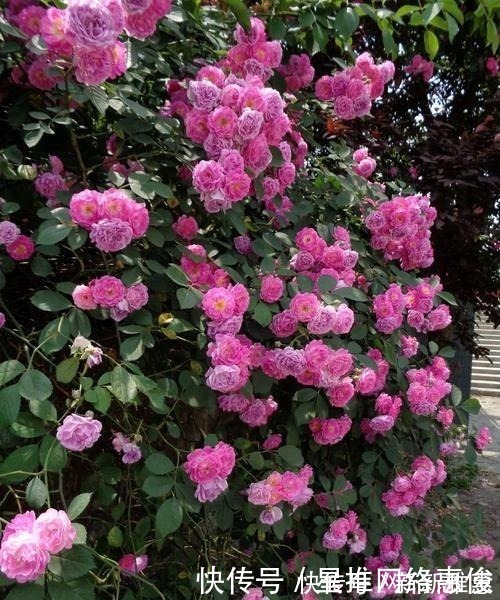 香味|忘了月季吧！此花更好养，扦插成活快，花量大香味浓，开出花海