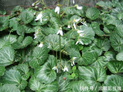 女人不想大肚子,水桶腰,摘点野草,晒干泡茶,养肝,还能美白