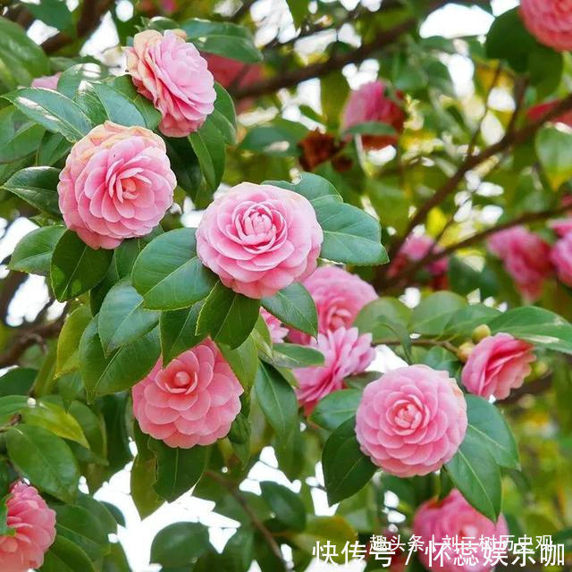 桂花树|“四树进宅,镇宅旺财”,这4种吉祥植物家里一定要有一盆