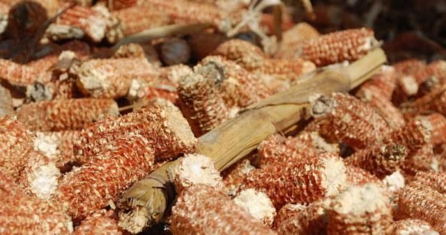 根系|养兰花,盆底垫上5种材料,根系长得好,不烂根不黄叶