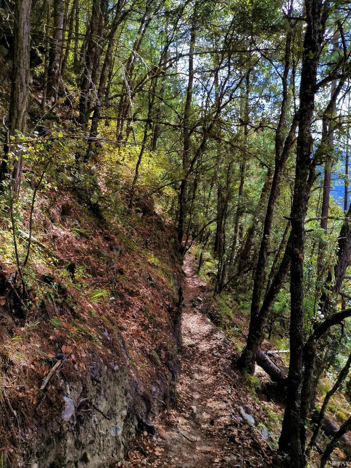 独自自驾游 欣赏最美的岗云杉林 体验环藏之旅的慢生活