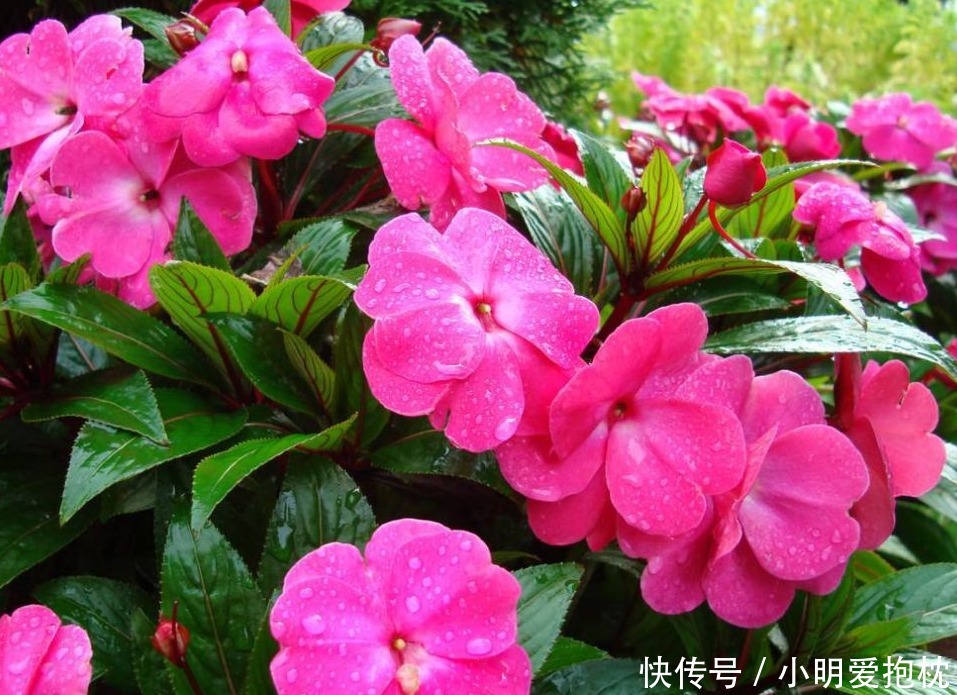 植物|没出现这些情况,天热一换盆土,植株就没命