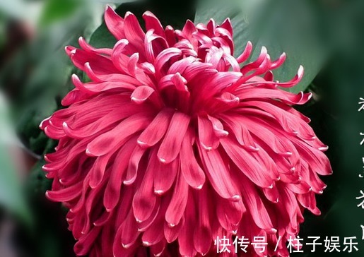 滦水|喜欢菊花，就养盆“珍稀名菊”滦水黑旋风，似深色荷花，美艳优雅