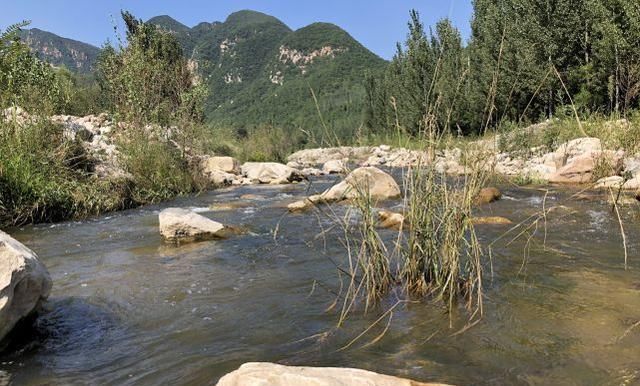  山鸡|俗话说：“上山兔子下山鸡，离水甲鱼莫去追”，是什么意思呢？