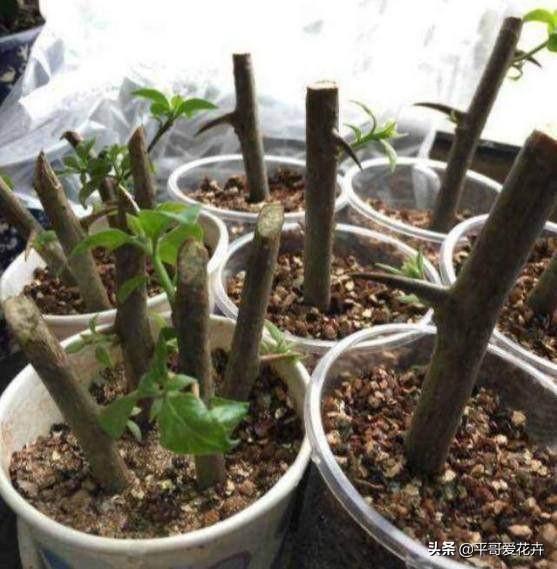 养花|“3种花”适合9月扦插，温度适宜，生根快，而且不黑腐、不烂根