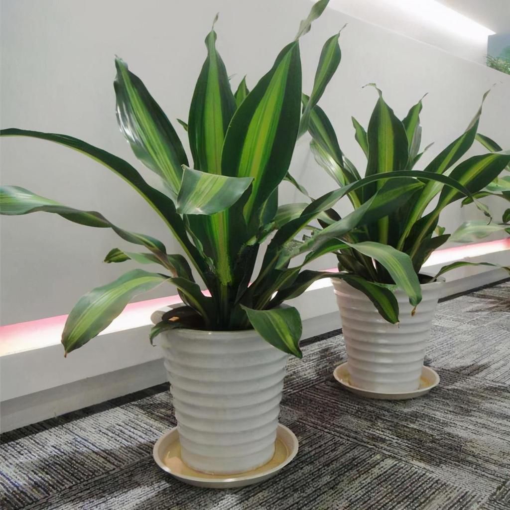 适合放在客厅的6种大型盆栽,好看健康,大大的叶子充满生机