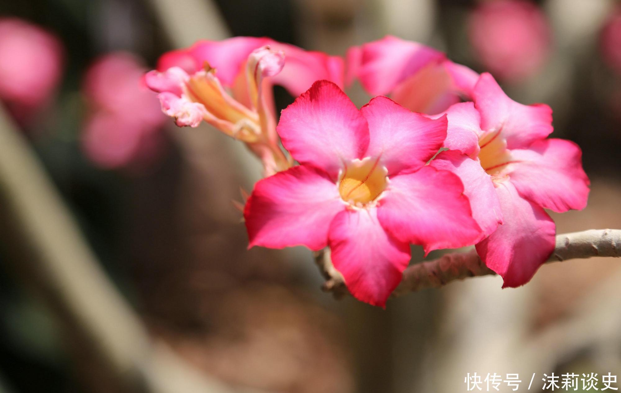 这4种花进入休眠期,水要少浇!如何正确浇水呢?