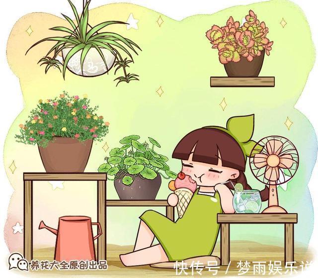 花叶|花叶冷水花耐阴又好养，在家养上一盆，清新又雅致