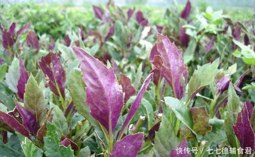 桃子|女性到了中年,常吃几种食物,排毒养颜,延缓衰老,养护皮肤