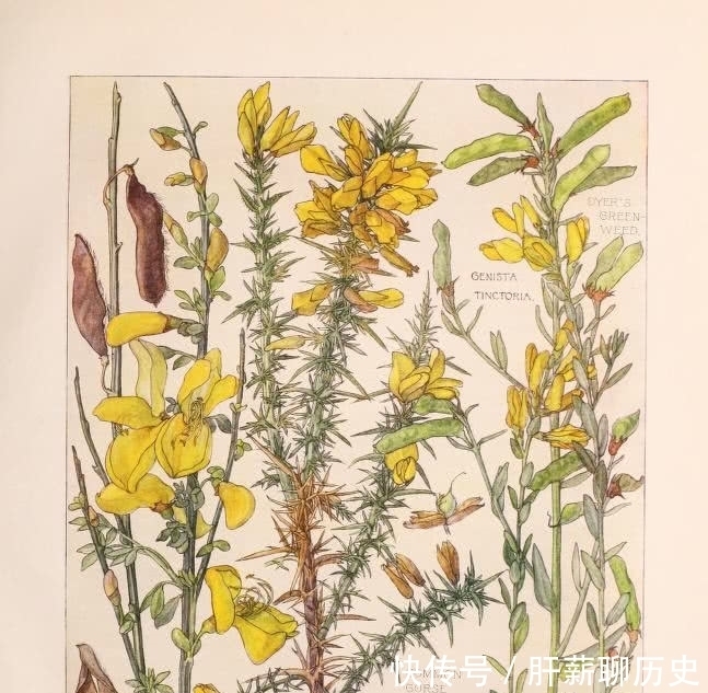 图鉴|美术欣赏之植物图鉴 工艺美术运动风格