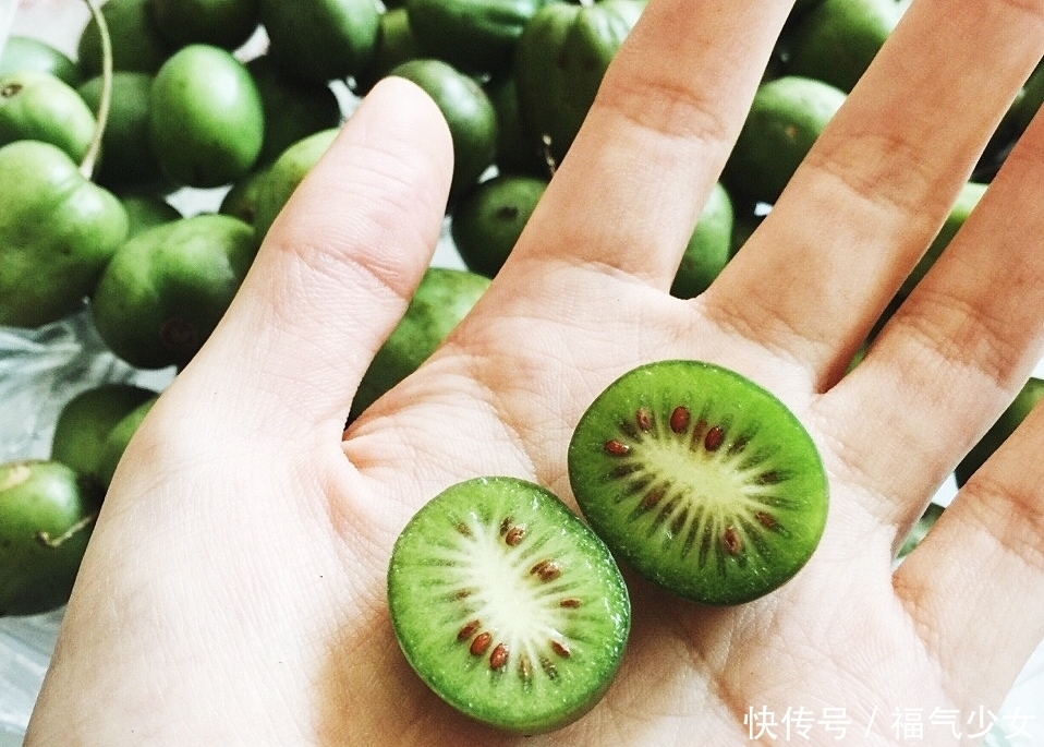 山里这种野生物,外貌看似很普通,价值却不一般,遇到了别客气