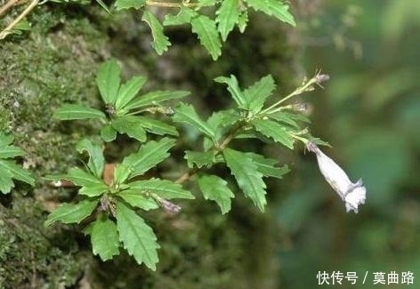 破坏|这种野生物，若它生长在你家周边的石头上，千万别随意破坏！