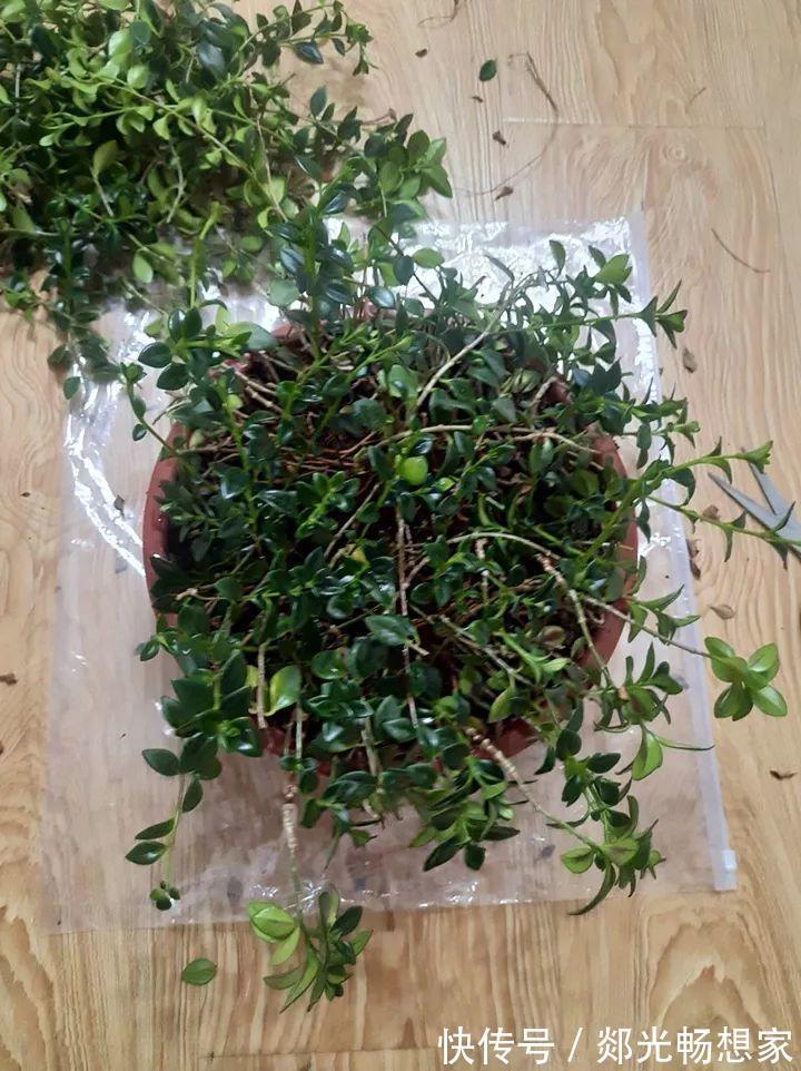 金鱼吊兰这么养，1年四季都能开花，小金鱼噗噗冒！