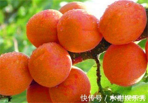 冬枣|女性想要身体好,常吃4种食物,排出毒素,滋阴降火,增强体质