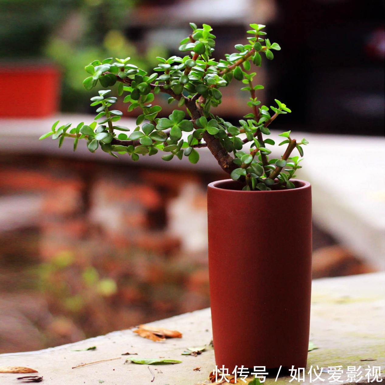 盆栽避开这3点,树马齿笕叶不黄不掉,很快就逆袭成金枝玉叶