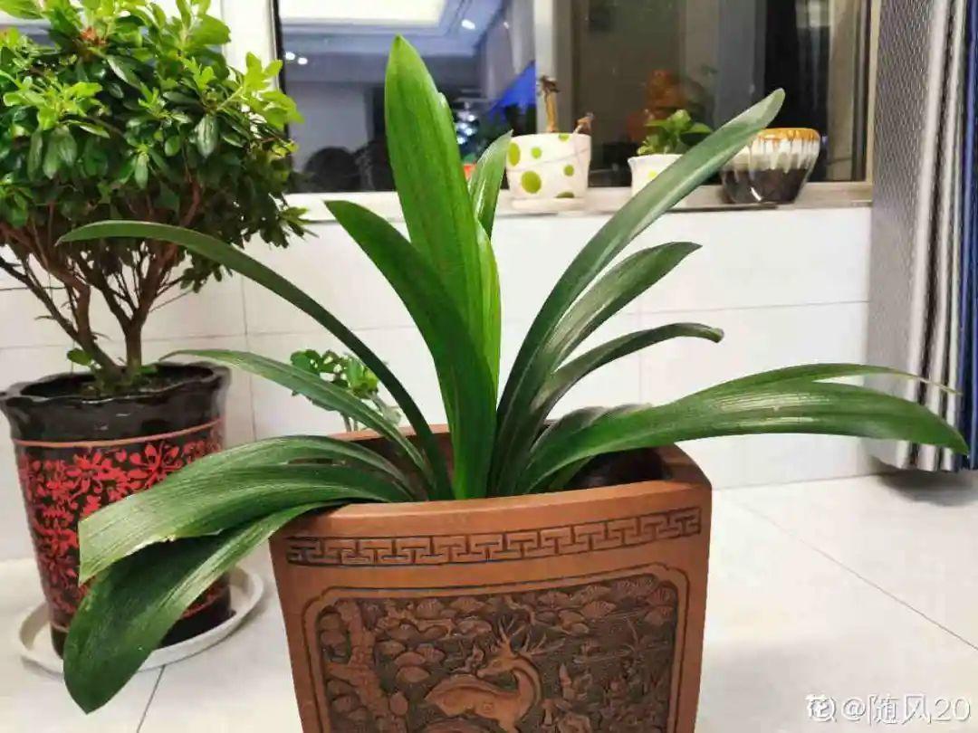 家里有这7种花，少浇水、不能晒，天热要休眠！