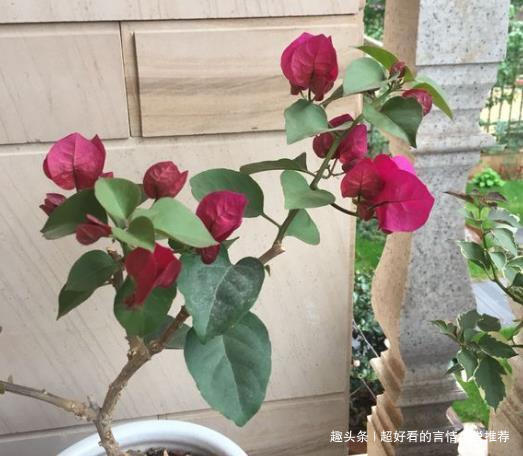 植物|婆婆只养“2种”花,窗台变成“花海”,“开花”上百朵!