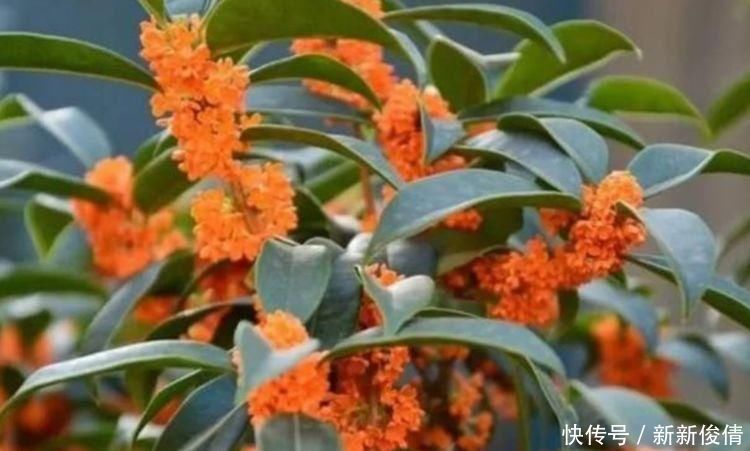 爆盆|有钱人都养4种花,开花爆盆花期长,花大色艳真漂亮,谁养谁上瘾