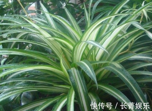 吊兰|家里和办公室基本上都有的吊兰,你了解多少,真的会养吗