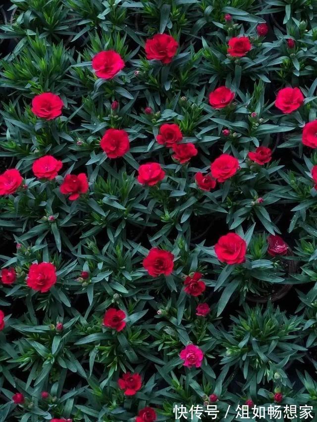 这花爆开50朵，剪几枝送人倍有面子，比买鲜花强多了！