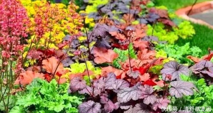 矾根|被”惊艳“到的5种”观叶花“,叶子比花漂亮100倍,1年都是花期