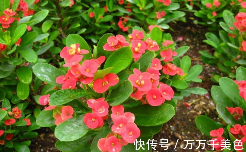 枝叶|这4方面养护到位，虎刺梅才不出问题，枝叶茂盛，到了花期就开花