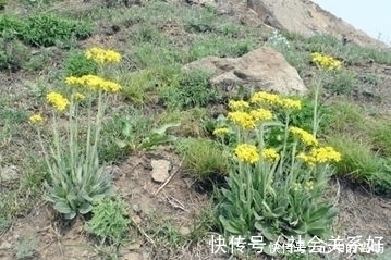 消炎利尿|农村一种野草,人称“狗舌头草”,殊不知消炎利尿有特效,请珍惜