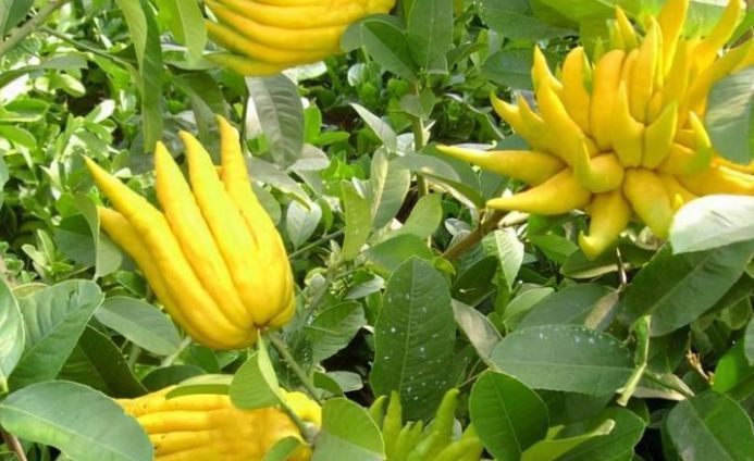 新春|新春就要一家人开开心心,多吃3种开心果,寓意健康开心