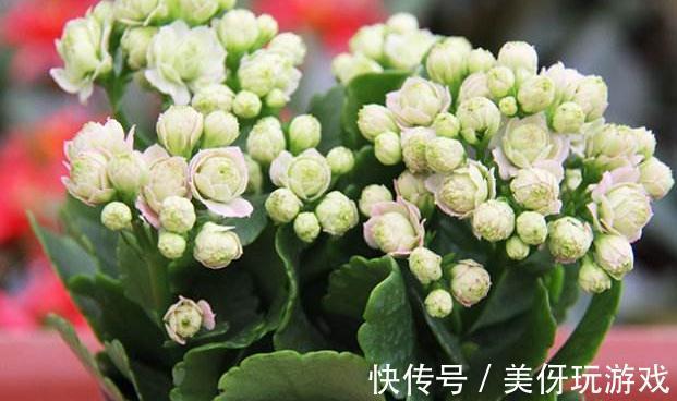 天气转凉后，家里的长寿花从5个方面养，枝叶多开花量大