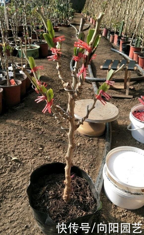  仙人指的叶|这花是蟹爪兰的大兄弟，名叫仙人指，开花更靓，花期开的更长