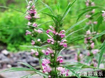 子宫|女人想要老得慢,脸上少点皱纹,3类野菜,养护子宫,越吃越年轻