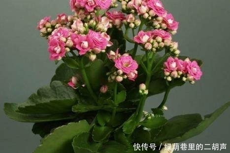 长寿花开花很难？浇水时加点这东西，花开爆满盆，天天有花赏