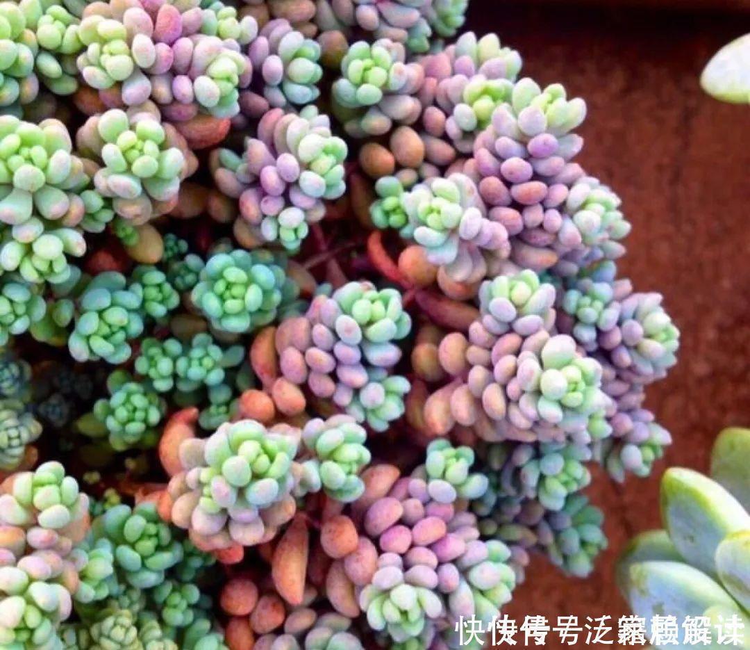 多肉吊兰样式多到你挑花眼,颜色状态是各不相同,看看你认识几个